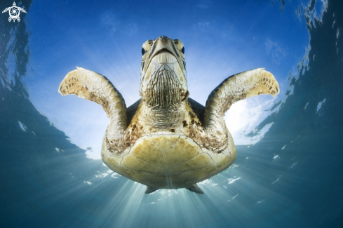 A Green turtle
