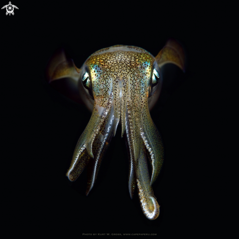 A Sepiotheutis lessonianaj, Squid, Calmar | Calmar