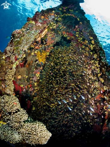 A  Japanese Wreck