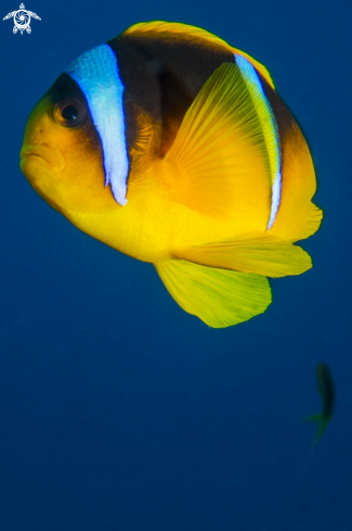 A Clownfish