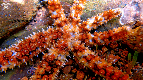 A Coscinasterias tenuispina | sea star