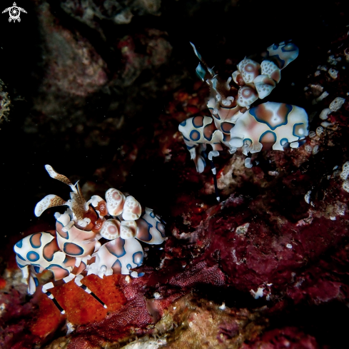 A Harlequin Shrimp