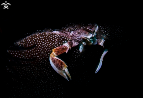 A Porcelain Crab