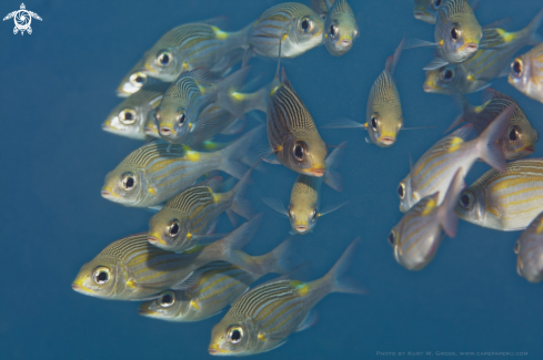 A Scolopsis auratus | Yellowstripe Monocle Bream