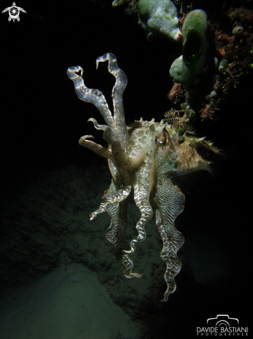 A Giant Cuttlefish