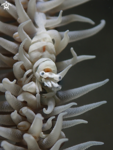 A Anker's Whip Coral Shrimp