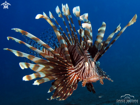 A Pterois volitans | Lion Fish