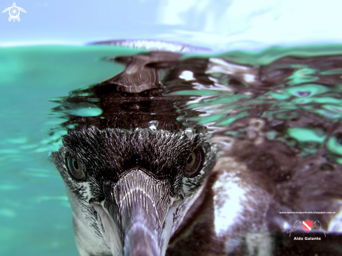 A Spheniscus Mendiculus | Galapagos Penguin