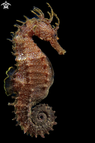 A Hippocampus