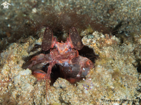 A Peacock Mantis Shrimp