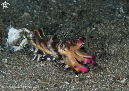 A Flamboyant Cuttlefish