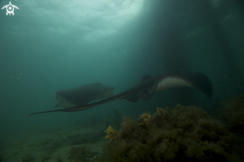 A Bull Rays