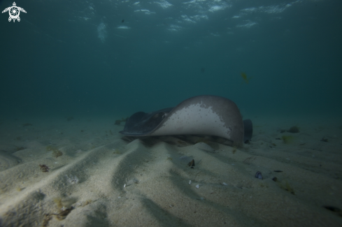 A Bull Rays