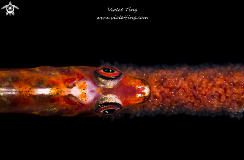 A Goby and Eggs 