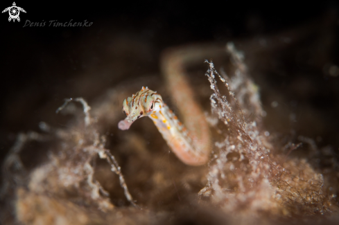 A PIPEFISH