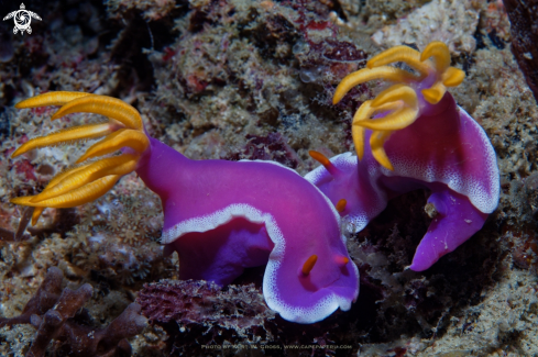 A Hypselodoris bullockii | Nudibranche