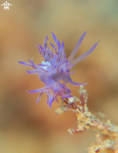 A Nudibranch 