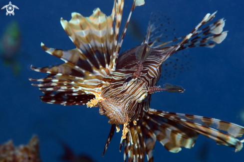 A Lionfish