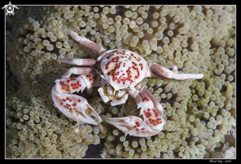 A Neopetrolisthes maculatus | Porcelain Crab