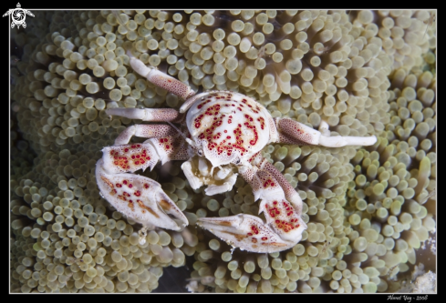 A Porcelain Crab