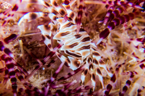 A urchin crab and venomous sea urchin