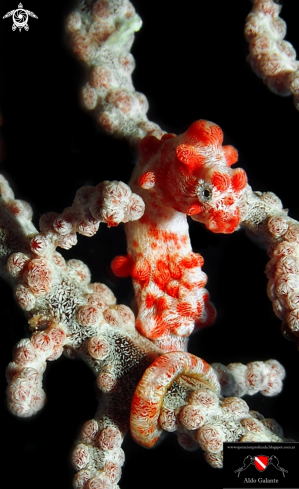 A Hippocampus Bargibanti | Pigmy Seahorse