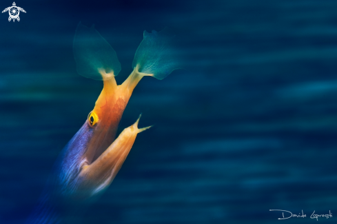 A Blue Ribbon Moray Eel