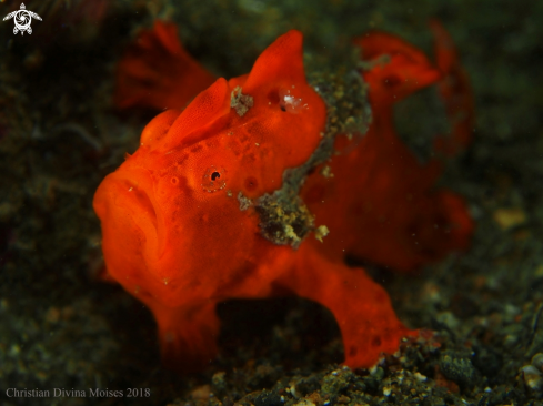 A Antennarius Pictus | Frogfish