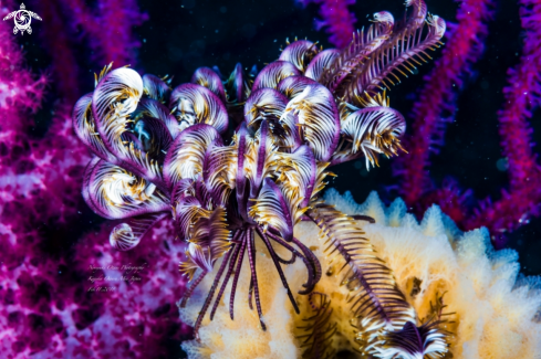 A Iconometra japonica   (Hartlaub, 1890) | Feather Star