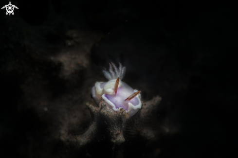 A nudibranch 