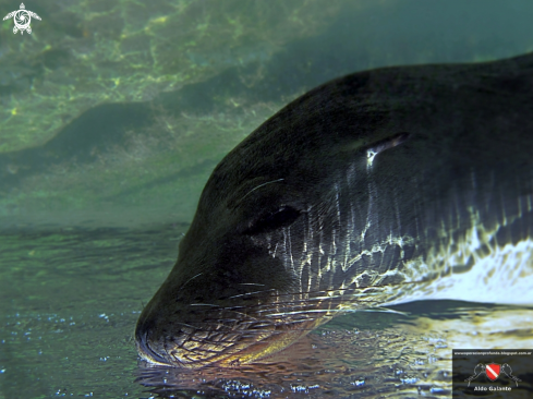 A Zalophus Wollebaeki | Galapagos Lion