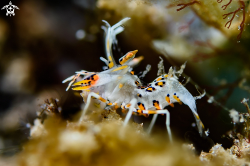 A Phyllognathia ceratophthalma | Tiger shrimp