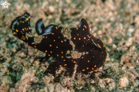 A Warty frogfish