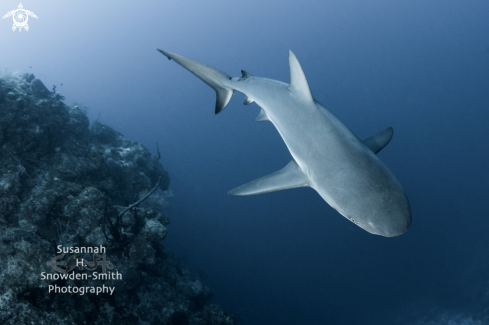 A Caribbean Reef Shark