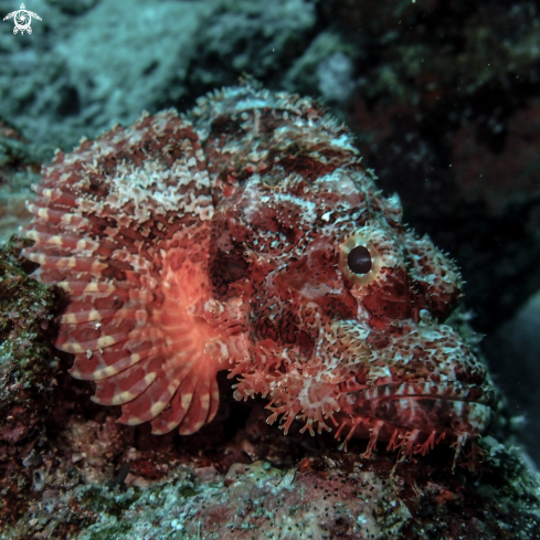 A Scorpion Fish