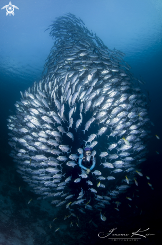 A School of Jackfish