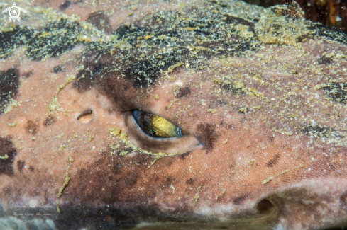 A Cephaloscyllium umbratile Jordan & Fowler, 1903 | Blotchy swell shark 