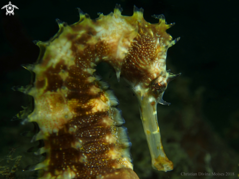 A Seahorse