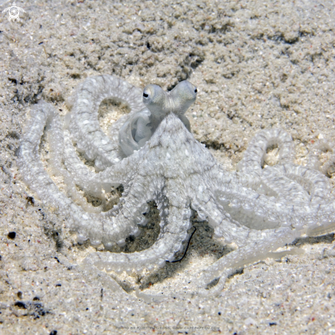 A Octopus defilippi | Long Arm Octopus 