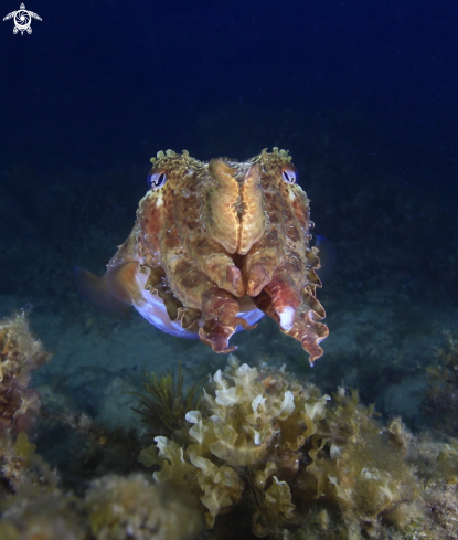 A Cuttlefish