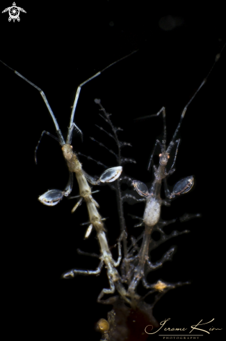 A Skeleton shrimp