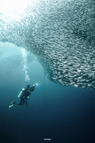 A Sardine