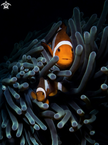 A Clownfish