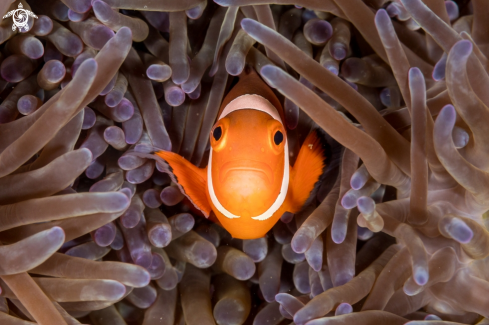 A Clownfish