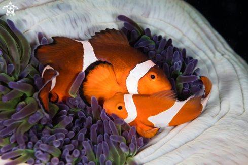 A Clownfish