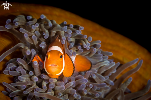 A Clownfish