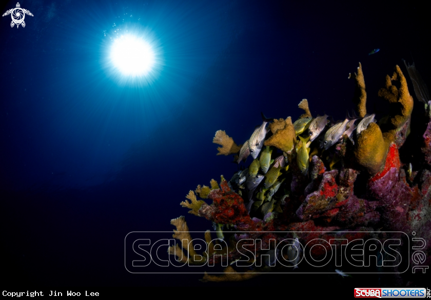 A Elkhorn Coral