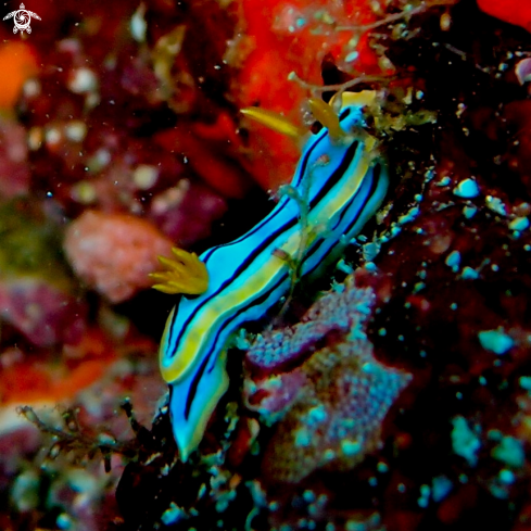 A Chromodoris Nudibranch