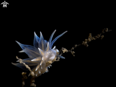 A Eubranchus tricolor | Nudibranch