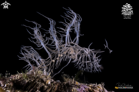 A Ghost nudibranch